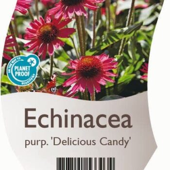 Echinacea purp. 'Delicious Candy'