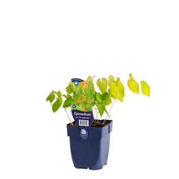 Epimedium pub. 'Orangekönigin'