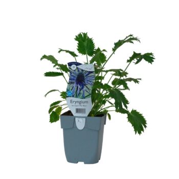 Eryngium bourgatii 'Pen Blue'