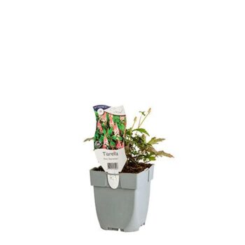 Tiarella 'Pink Skyrocket'