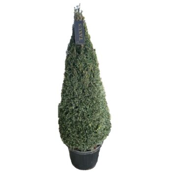 Taxus baccata