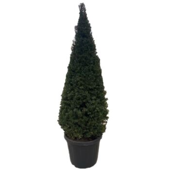 Taxus baccata