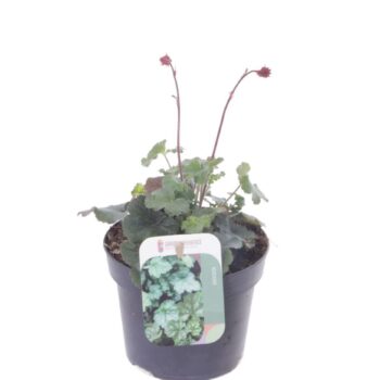 Heuchera sang. Coral Forest