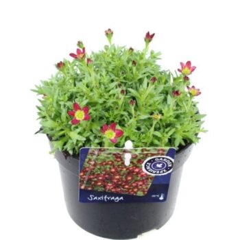 Saxifraga Alpino red