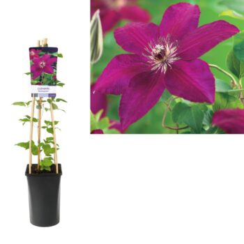 Clematis 'Westerplatte'