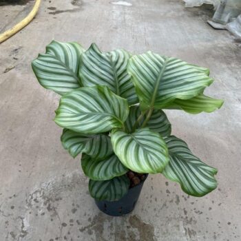 Calathea orbifolia