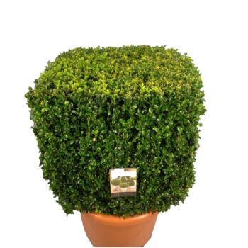 Buxus sempervirens