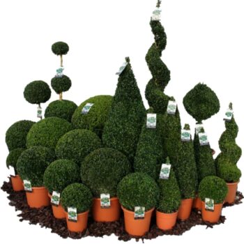 Buxus sempervirens Pakket 2
