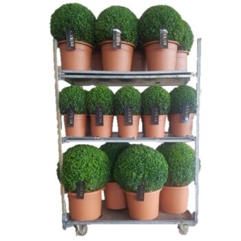 Buxus sempervirens Mix cc 6