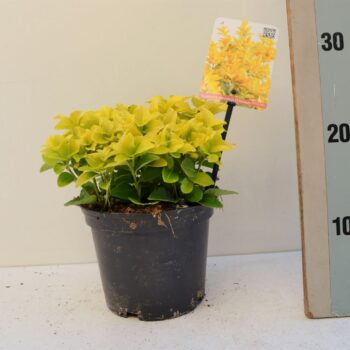 Euonymus japonicus El Dorado PBR