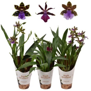 Zygopetalum Mix