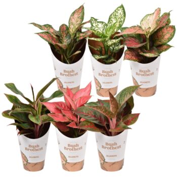 Aglaonema Star Mix