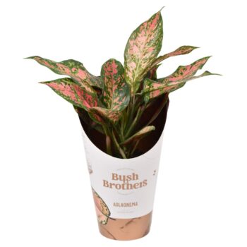 Aglaonema Point Star