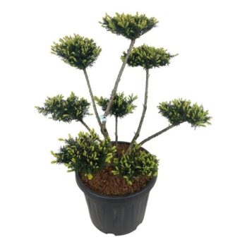 Taxus media 'Farmen'