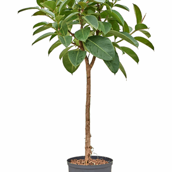 Ficus elastica 'Robusta' Stamm