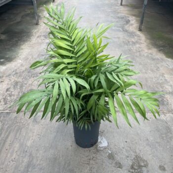 Chamaedorea elegans