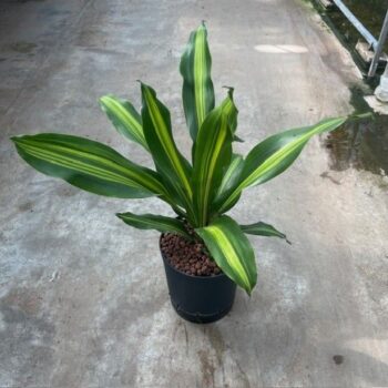 Dracaena burley 18/19 h50