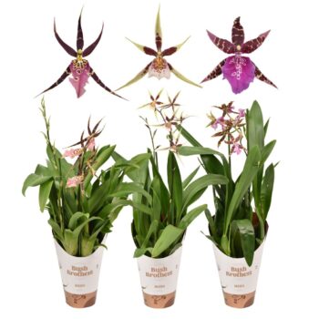 Brassia Shelob Tolkien Short Mix