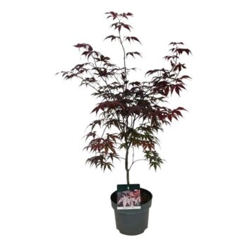 Acer pal. 'Bloodgood'