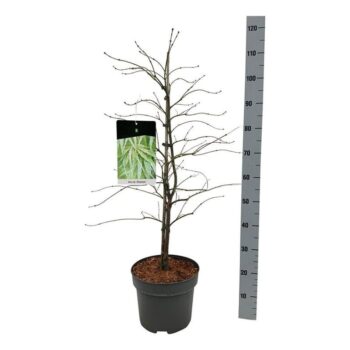 Acer pal. 'Dissectum'