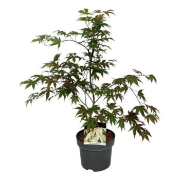 Acer pal. 'Osakazuki'