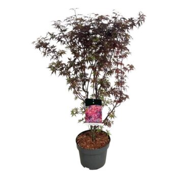 Acer pal. 'Skeeter's Broom'