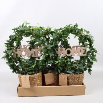 Hedera boog + home in zeegrasmand in vouwdoos