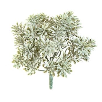 Silver dusty miller uv