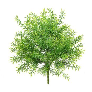 Asparagus bush uv