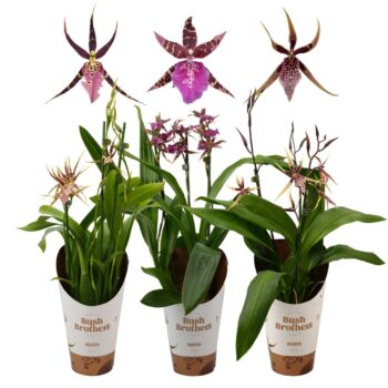 Brassia Shelob Tolkien Mix