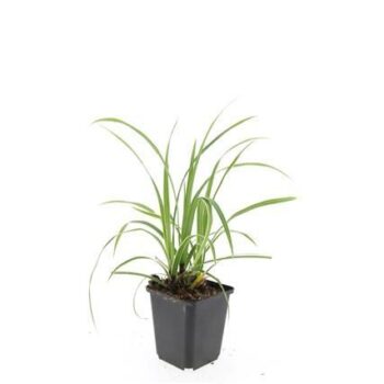 Carex morrowii 'Ice Dance'