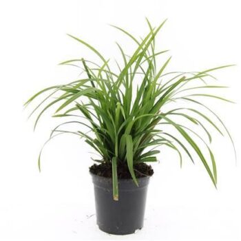 Carex morrowii 'Irish Green'
