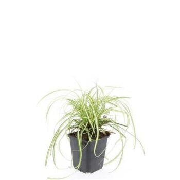 Carex oshim. 'Evergold'