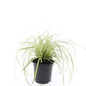 Carex oshim. 'Evergold'