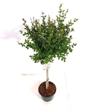 Syringa 'Flowerfesta' ® White