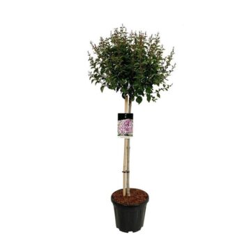 Syringa 'Flowerfesta' ® Purple