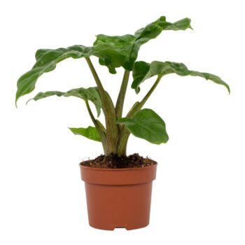 Alocasia Low Rider 12cm