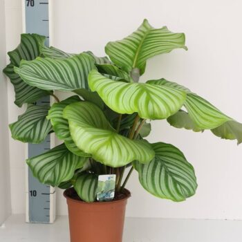 Calathea Orbifolia