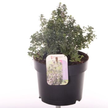 Thymus citr. Silver Queen