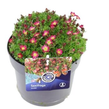 Saxifraga Pixie