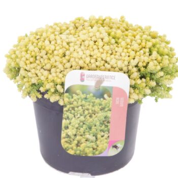 Sedum acre Yellow Queen