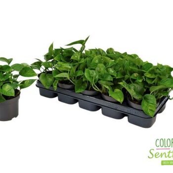 Epipremnum pinnatum Global Green