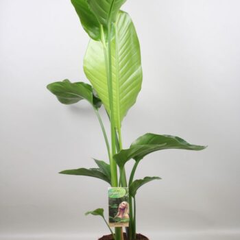 Strelitzia nicolai - H80-85