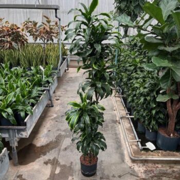 Dracaena Dorado