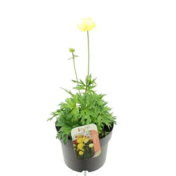 Trollius Mix