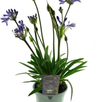 Agapanthus Dark Blue