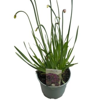 Allium Lavender Bubbles