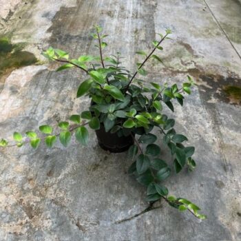 Aeschynanthus lobbianus groen 15/19 h30