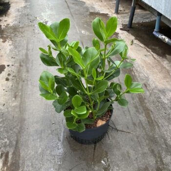 Clusia rosea princess 3 pp 28/19 h60