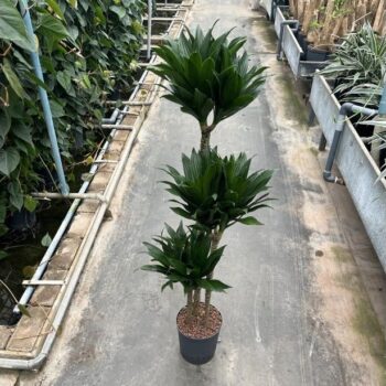 Dracaena Compacta